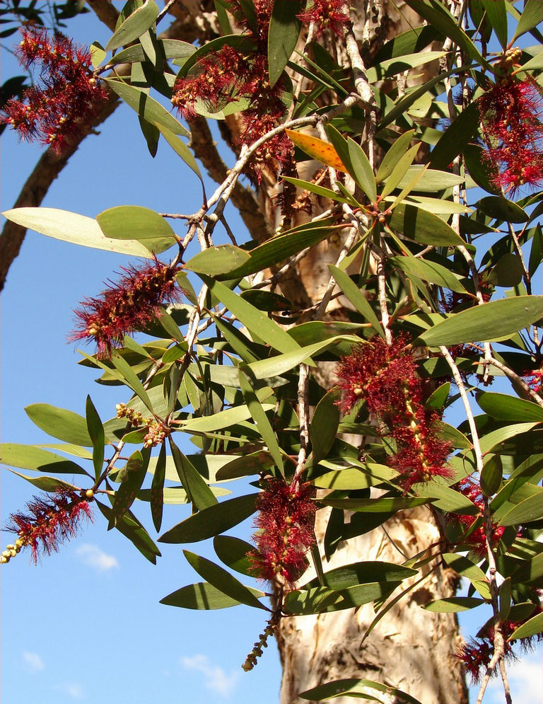 Melaleuca tree with foliage and flowers.