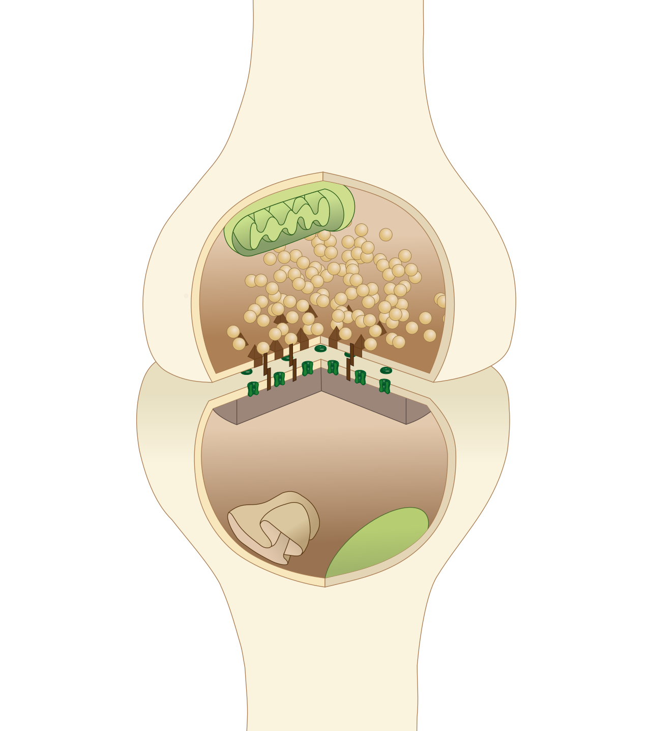 Diagram of a chemical synapse between neurons.
