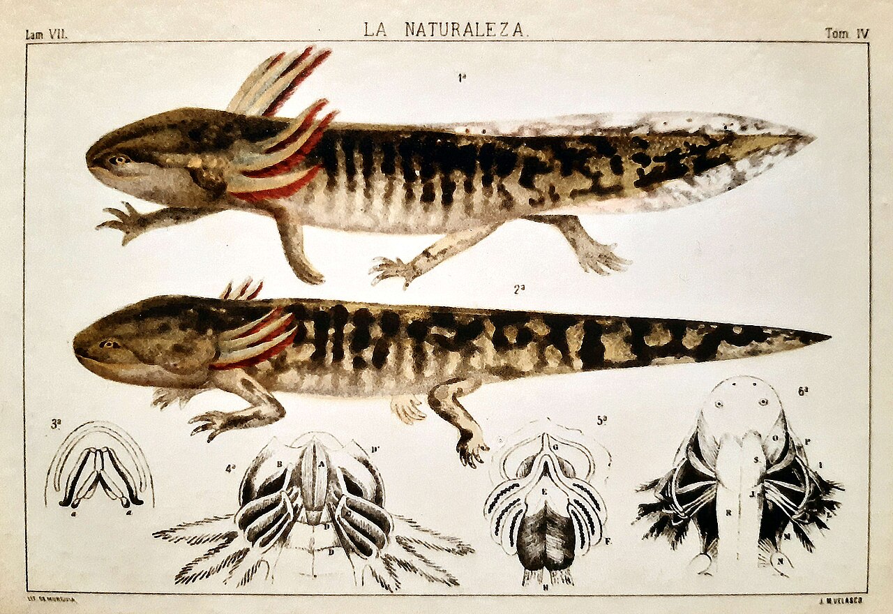 Istorijska ilustracija aksolotla.