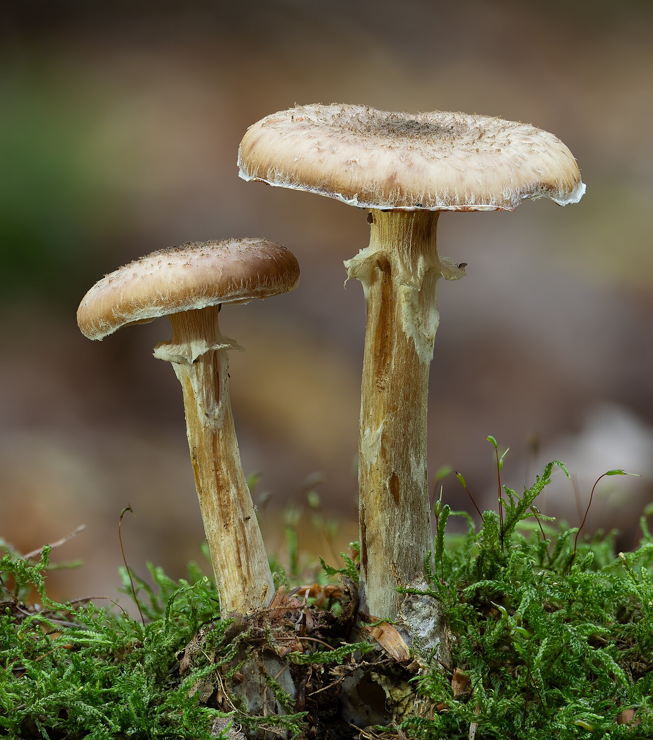 Glive Armillaria ostoyae v gozdu.