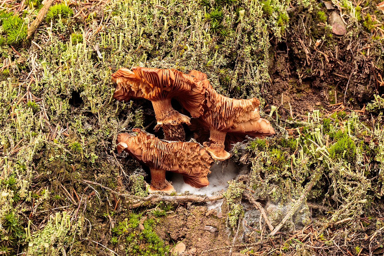 Skupina trosnjakov glive Armillaria.