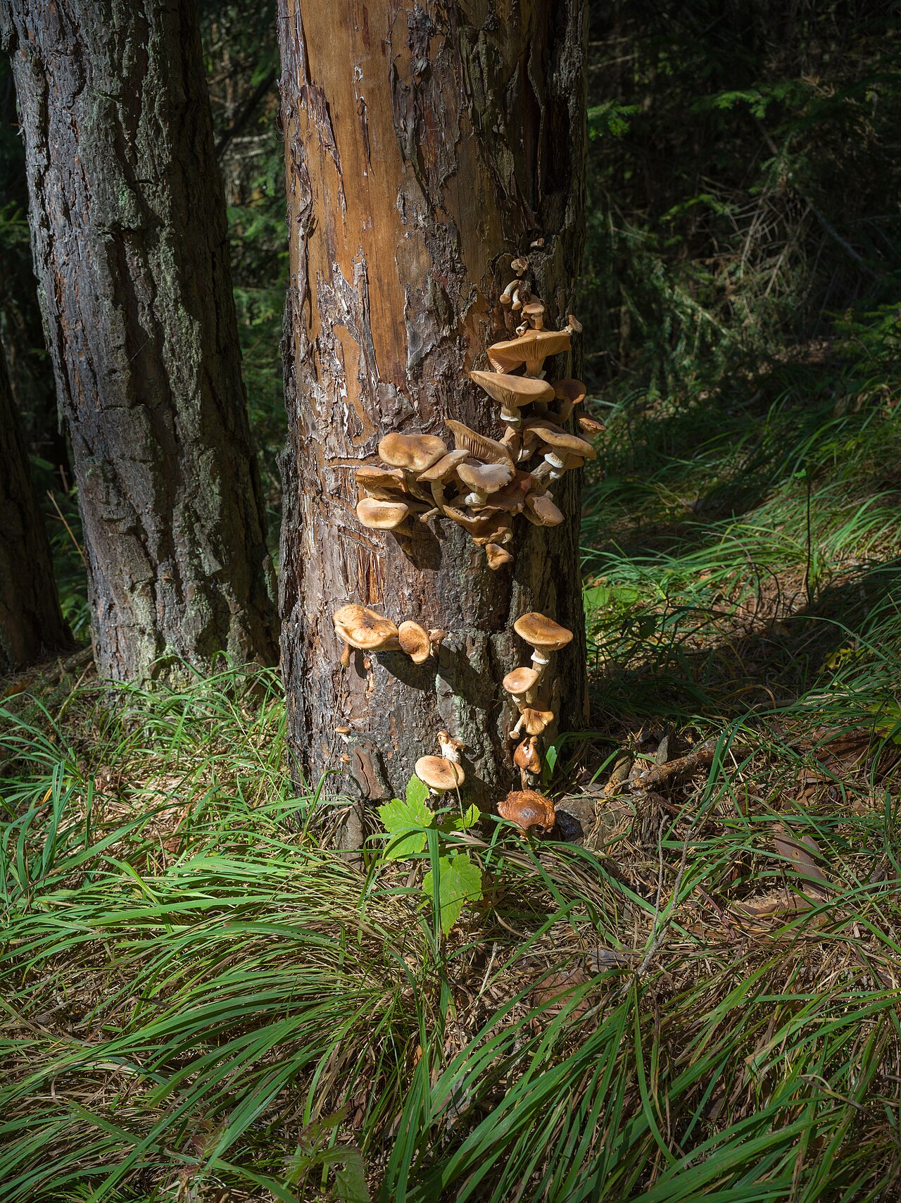 Plodna tela gljive Armillaria ostoyae.