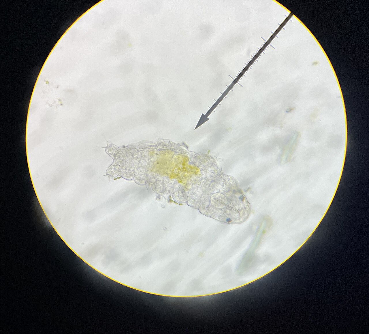 Mikroskopska fotografija tardigrade.