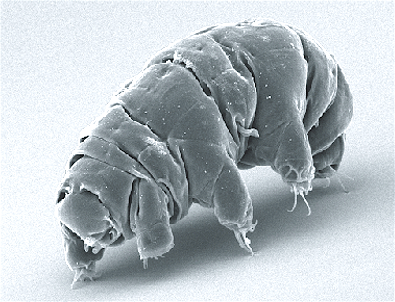 Scanning electron image of a tardigrade.