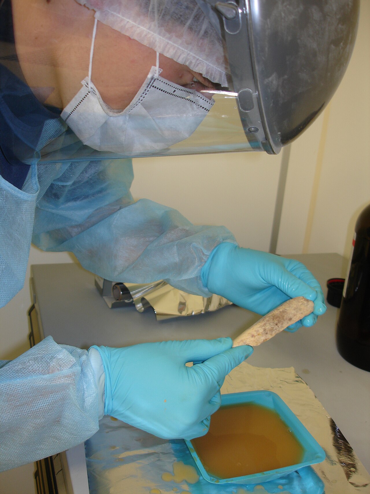 Rad na izdvajanju drevne DNK iz neandertalske kosti u čistoj laboratoriji