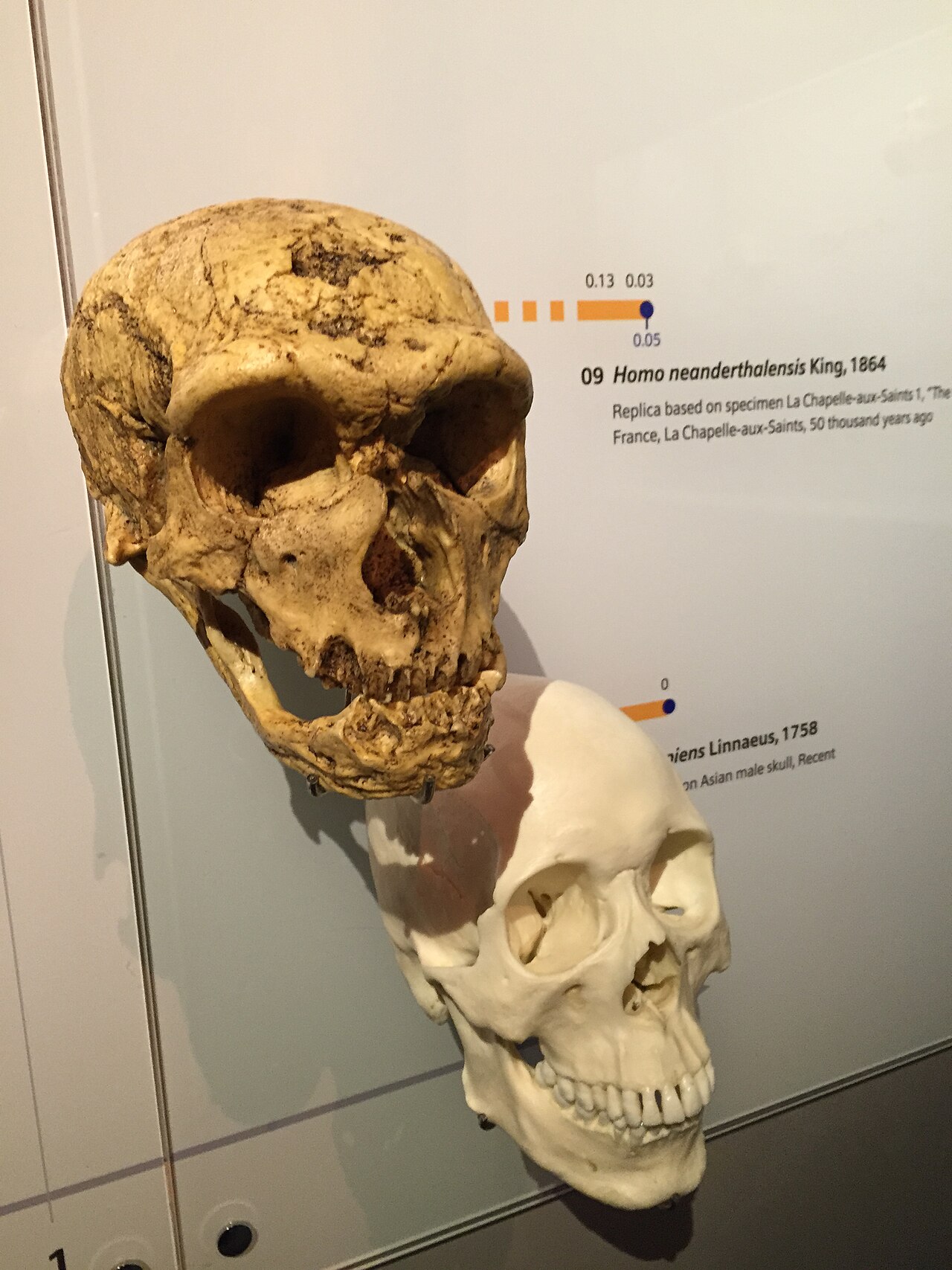 Uporedni prikaz lobanja neandertalca i savremenog čoveka